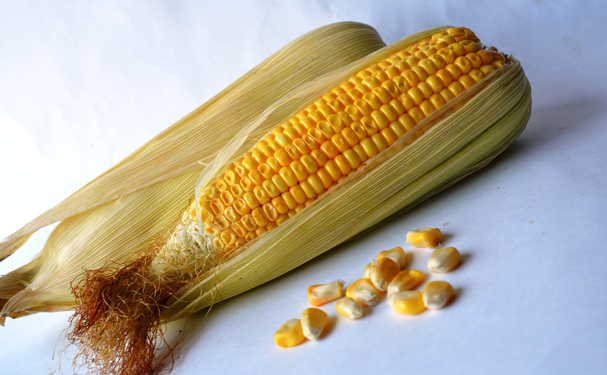 Aprueban el 29 de septiembre como Día del Maíz en México