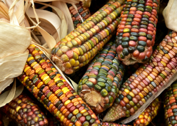 Arrancan programa de rescate de maíces nativos