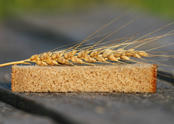 Aumenta 63% producción de trigo panificable en Sonora