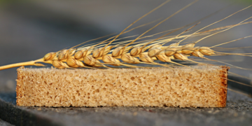 Aumenta 63% producción de trigo panificable en Sonora