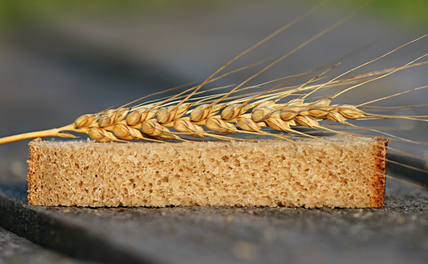 Aumenta 63% producción de trigo panificable en Sonora