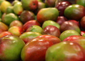 Buscan mejorar precios en mango michoacano por bajas ganancias