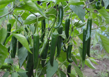 Cae producción de chile verde en Chiapas