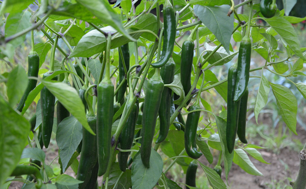 Cae producción de chile verde en Chiapas
