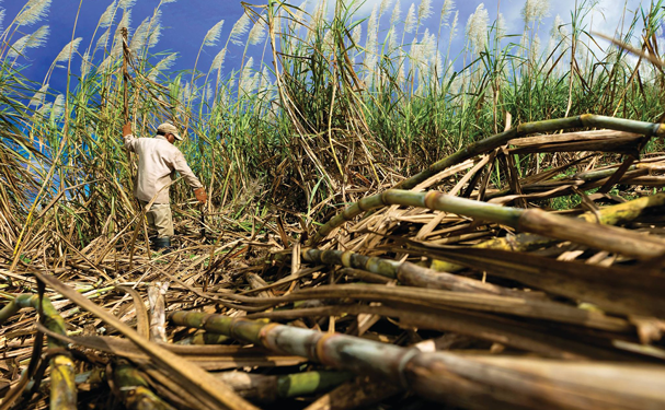 Cañeros piden apoyos por extensas sequías en el país
