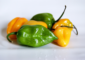 Científicos en Yucatán desarrollan chile habanero resistente a parásitos