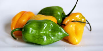 Científicos en Yucatán desarrollan chile habanero resistente a parásitos
