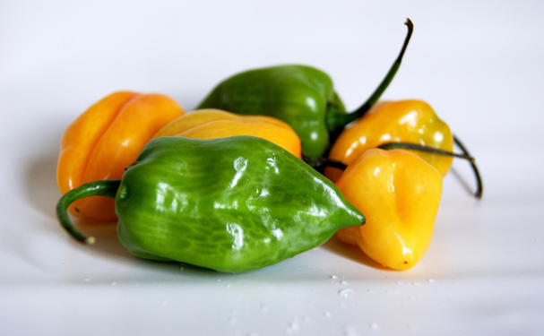 Científicos en Yucatán desarrollan chile habanero resistente a parásitos