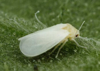 Desarrollan programa de combate contra la «mosca blanca» en Yucatán