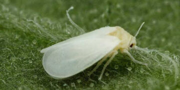 Desarrollan programa de combate contra la «mosca blanca» en Yucatán