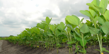 Experto explica afectaciones por campos transgénicos