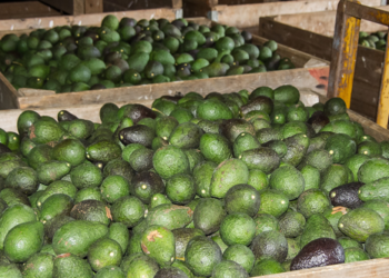 Exportación de aguacate en peligro por inseguridad en Michoacán