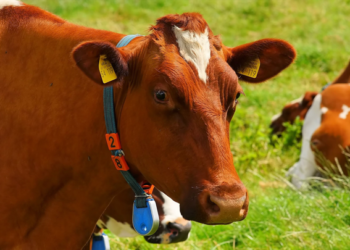 Ganadería sustentable, indispensable para evitar degradación de suelos