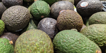 México exportó 80.3% de aguacate a EU durante primer semestre