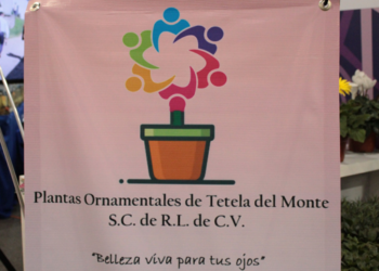 Plántulas de Tetela del Monte, colectivo impulsor de plantas de ornato