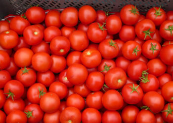 Preocupan condiciones de acuerdo para exportar tomate a EU