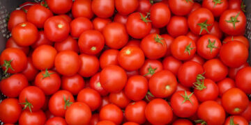 Preocupan condiciones de acuerdo para exportar tomate a EU