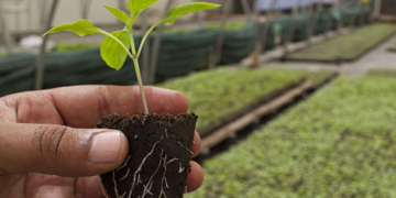Presentan resultados de proyecto de sustentabilidad agrícola