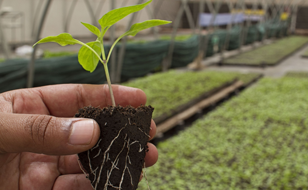 Presentan resultados de proyecto de sustentabilidad agrícola