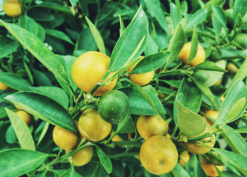 Protegen de plagas a cultivos de cítricos en sureste mexicano