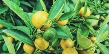 Protegen de plagas a cultivos de cítricos en sureste mexicano