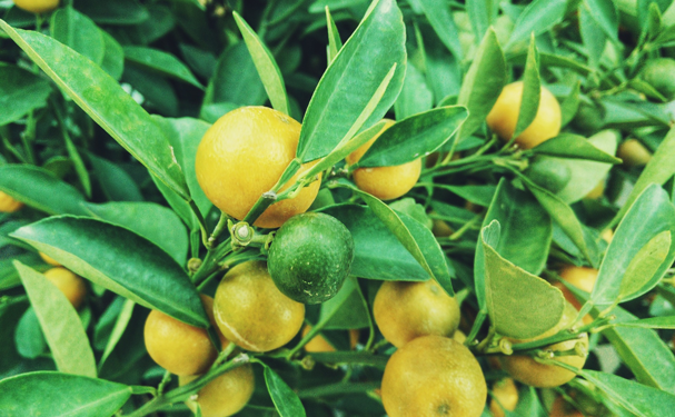 Protegen de plagas a cultivos de cítricos en sureste mexicano