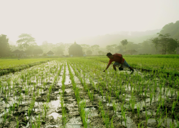 Recibirán sector rural y agroalimentario menos recursos en 2020