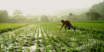 Recibirán sector rural y agroalimentario menos recursos en 2020