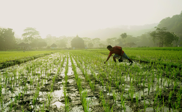 Recibirán sector rural y agroalimentario menos recursos en 2020
