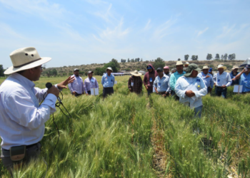 Reconocen a MasAgro a nivel internacional