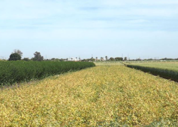 Rotación de cultivos trae beneficios a la economía de productores: Cimmyt