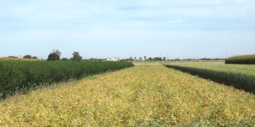 Rotación de cultivos trae beneficios a la economía de productores: Cimmyt