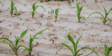 Sequía afecta a producción de granos y azúcar
