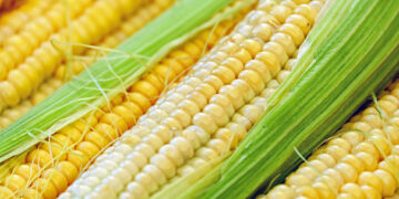 Siembran 95% de superficie de maíz en el cañón de Juchipila