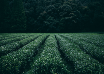 En riesgo 20 mil hectáreas de cultivos en BCS por apagones