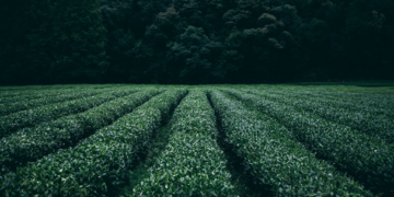 En riesgo 20 mil hectáreas de cultivos en BCS por apagones