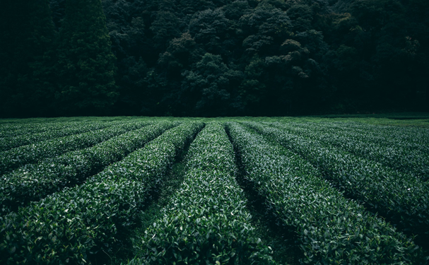 En riesgo 20 mil hectáreas de cultivos en BCS por apagones