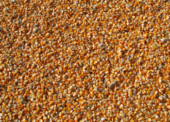 Aumenta la importación de granos a México