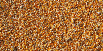 Aumenta la importación de granos a México