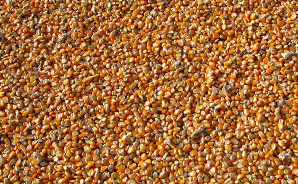 Aumenta la importación de granos a México