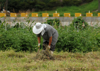 Aumentan número de parcelas con producción orgánica