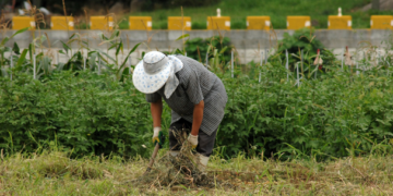 Aumentan número de parcelas con producción orgánica