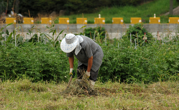 Aumentan número de parcelas con producción orgánica