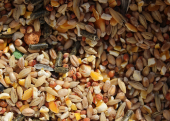 Bajan importaciones de maíz, trigo y frijol; crecen las de soya y sorgo