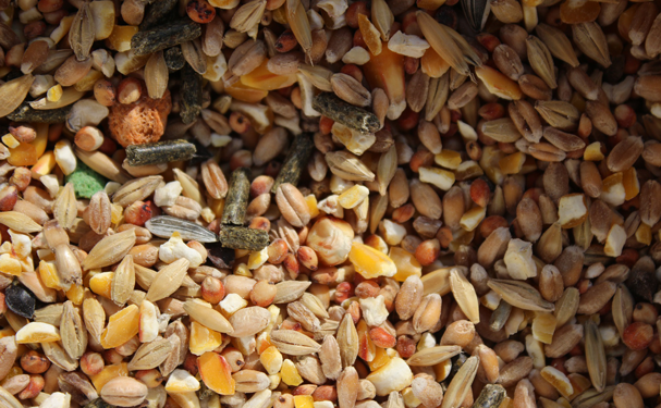 Bajan importaciones de maíz, trigo y frijol; crecen las de soya y sorgo