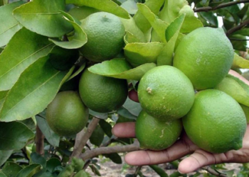 Buscan mercados para exportar limón italiano