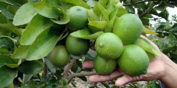 Buscan mercados para exportar limón italiano