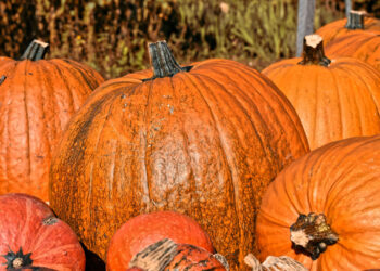 Calabaza de castilla, fruto para Día de Muertos