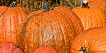 Calabaza de castilla, fruto para Día de Muertos