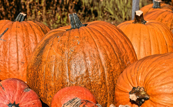Calabaza de castilla, fruto para Día de Muertos